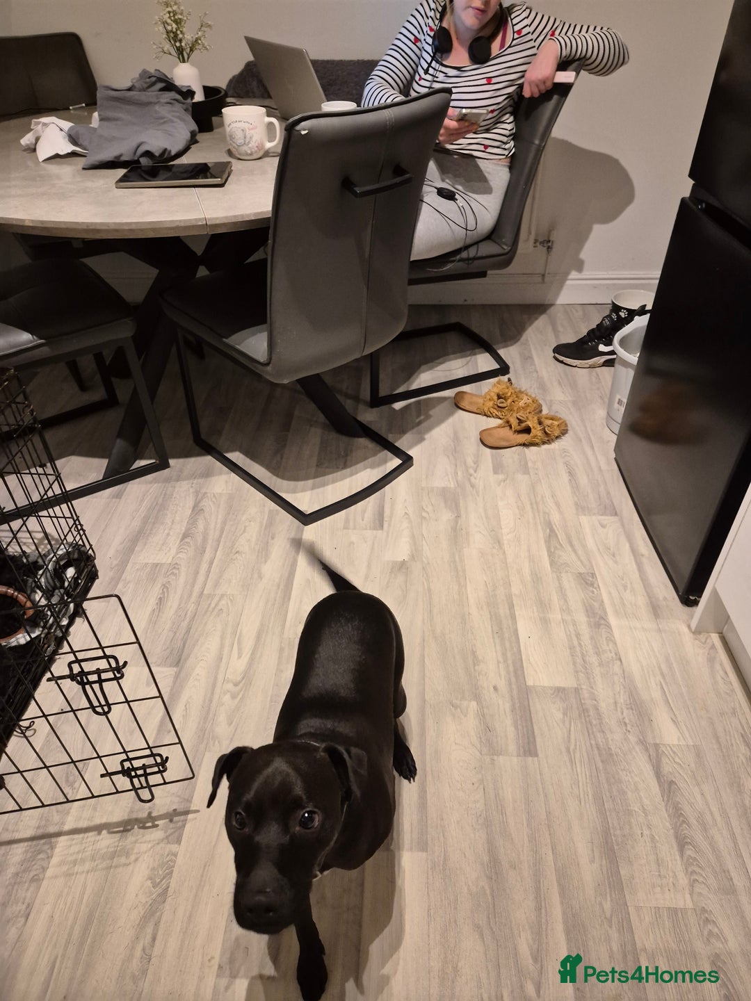 Patterdale Terrier dogs for sale: Patterdale terrier  - Advert 5