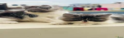 Mixed Breed cats for sale: BLACKY & WHITEY - Advert 1