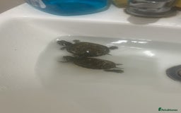 Terrapin reptiles for sale: Terrapins - Image 1