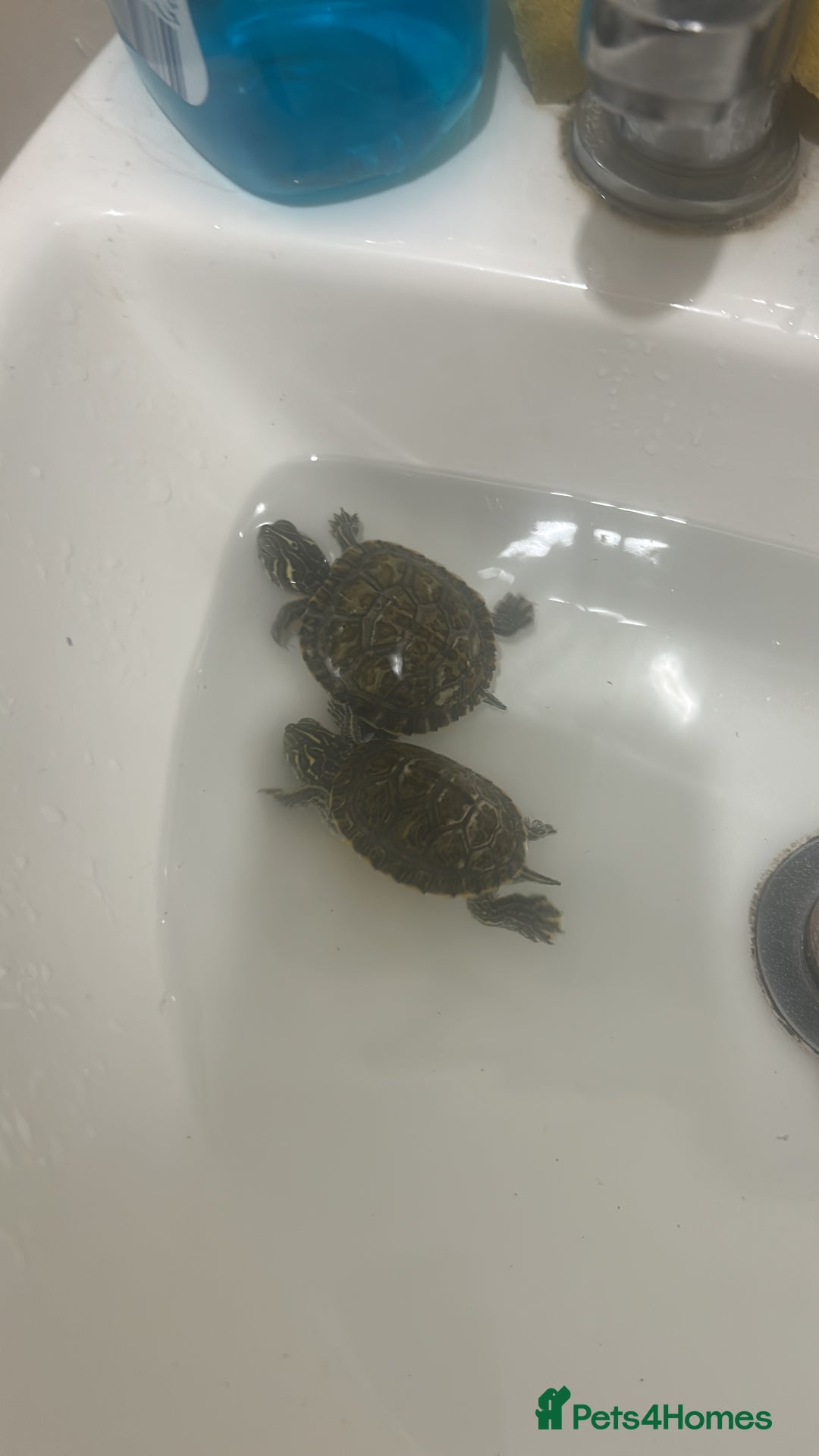 Terrapin reptiles for sale: Terrapins - Image 1