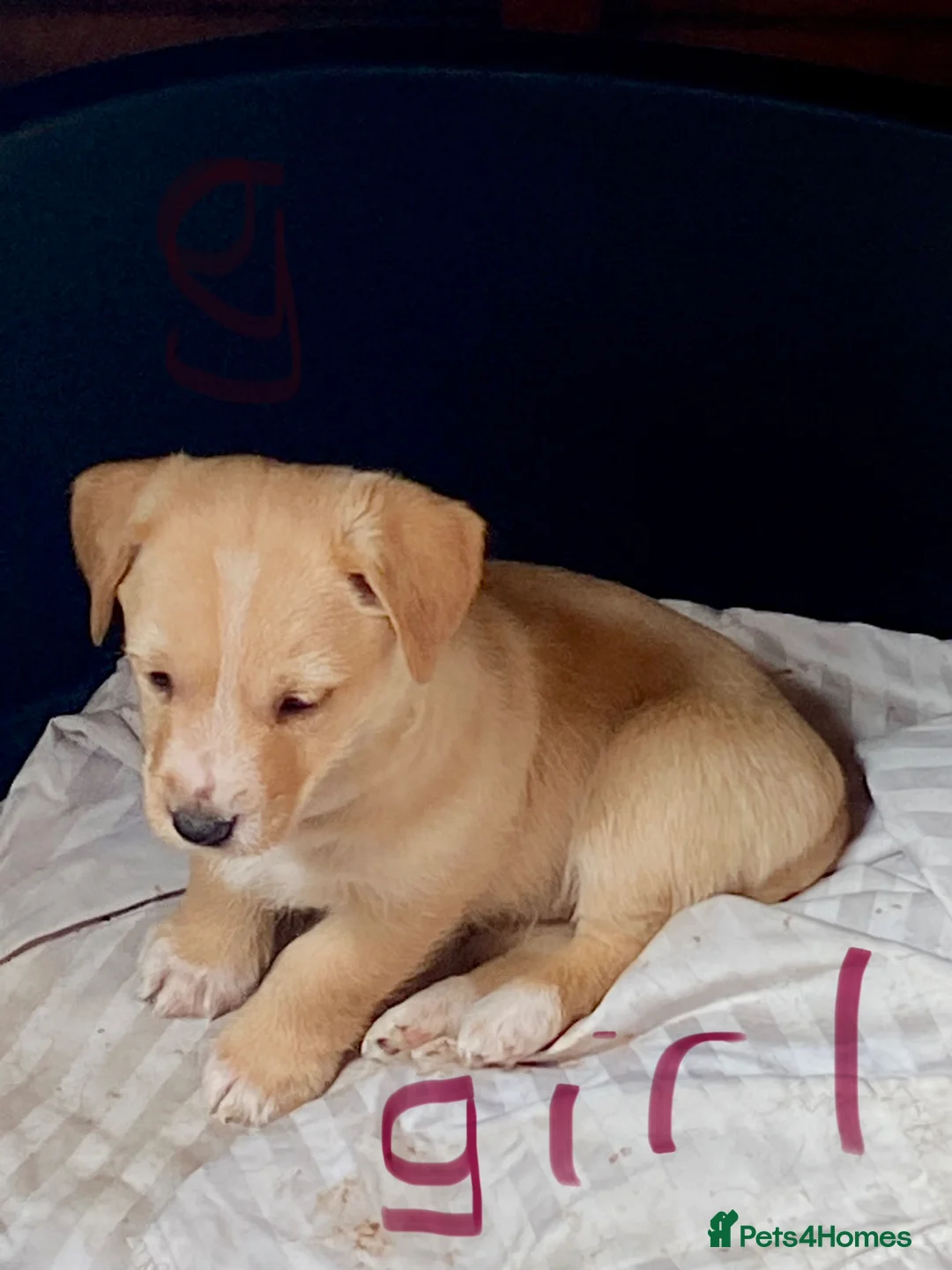 Jack Russell dogs for sale: Jack Russell puppies  - Advert 1