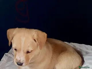 Jack Russell dogs Jack Russell puppies - Advert 1