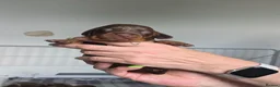 Miniature Dachshund dogs for sale: 7 beautiful little Dachshund  - Advert 12