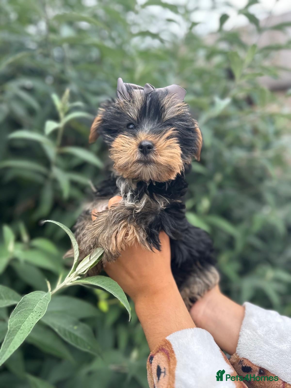 Yorkshire Terrier dogs for sale: Beautiful Yorkshire terrier puppy’s ready now - Advert 8