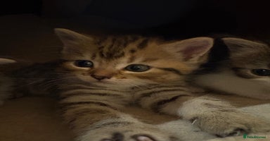 Mixed Breed cats - Advert 12