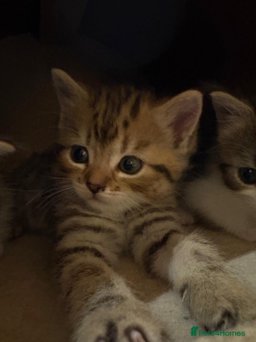 Mixed Breed cats for sale: 3 gorgeous boys mix breed - Image 3