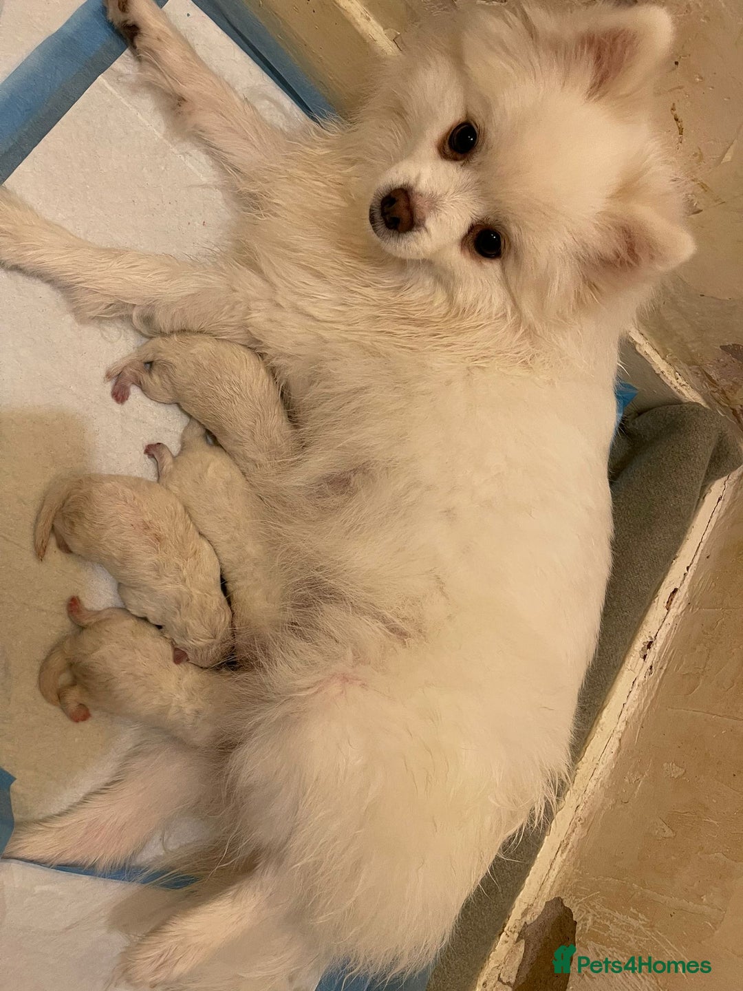 Pomeranian dogs for sale: Pomeranian Spitz puppies  - Image 5