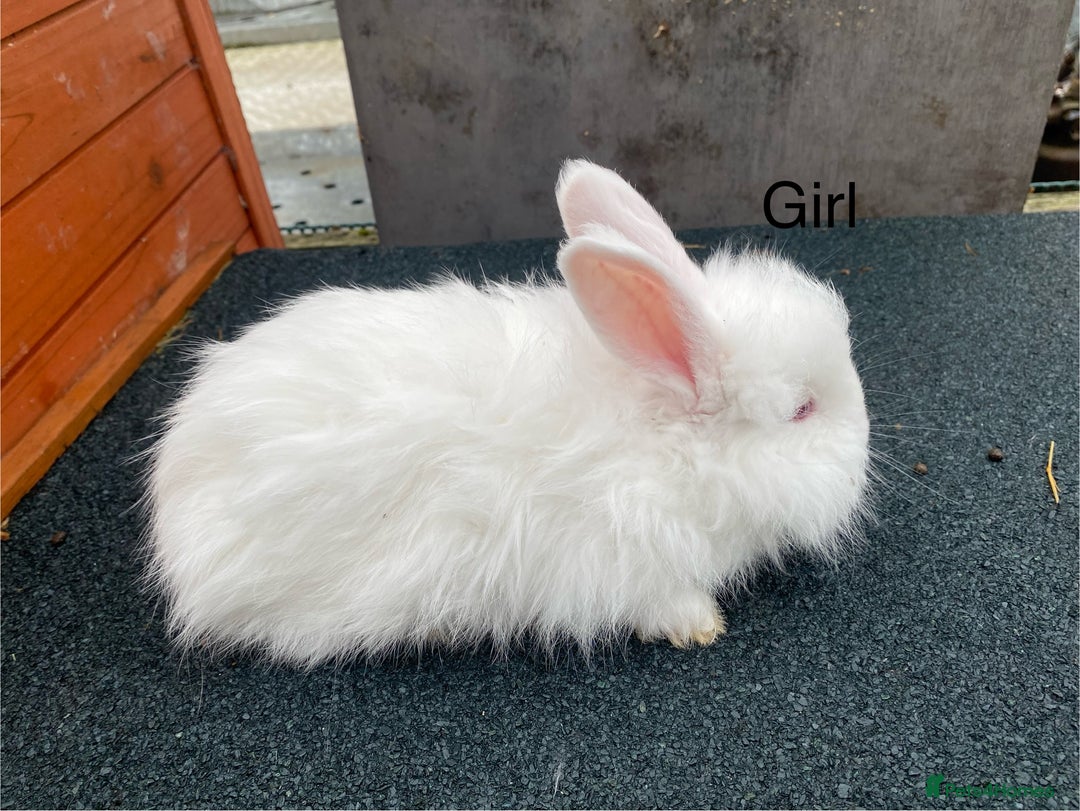 Angora rabbits for sale: Baby angoras - Image 12
