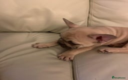 French Bulldog dogs for sale: Girl and boy breading pair - Image 4