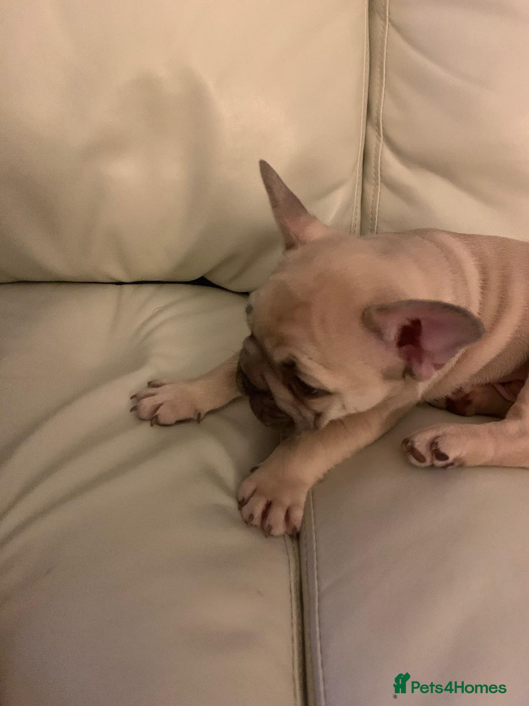 French Bulldog dogs for sale: Girl and boy breading pair - Image 4