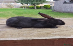 English Spot rabbits for sale: Male Baby english rabbit - Image 2