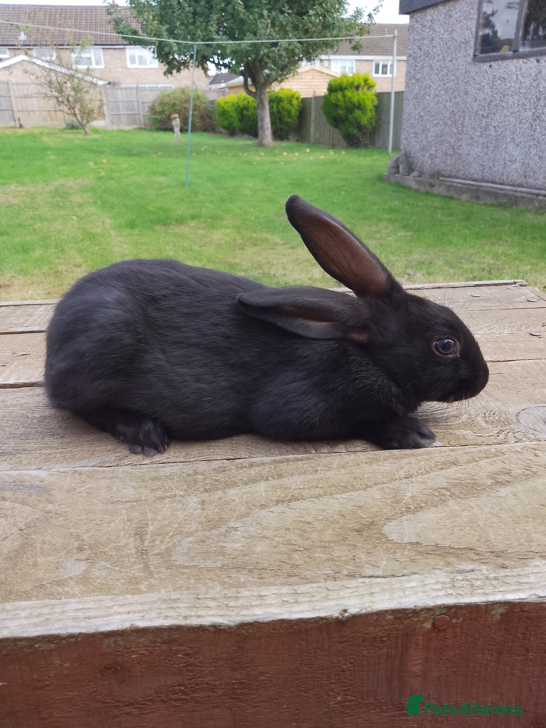 English Spot rabbits for sale: Male Baby english rabbit - Image 2