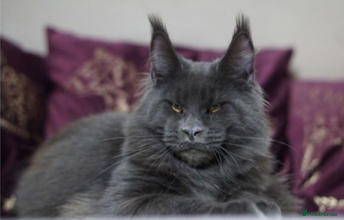 Maine Coon cats Amazing TICA registered kittens - Advert 10