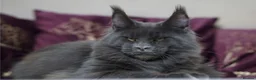 Maine Coon cats for sale: READY FOR COLLECTION  TICA registered kittens - Advert 16