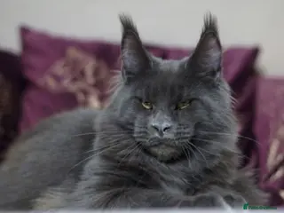 Maine Coon cats Amazing TICA registered kittens - Advert 10