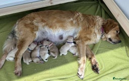 Golden Retriever dogs for sale: Gorgeous Golden Retriever Puppies!! - Image 3