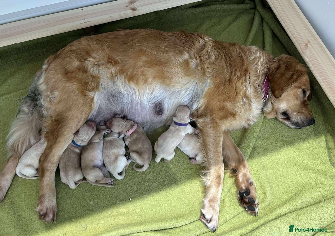 Golden Retriever dogs for sale: Gorgeous Golden Retriever Puppies!! - Image 3
