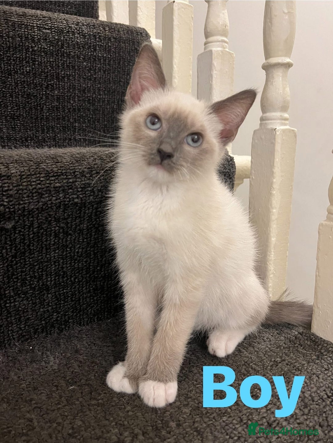 Ragdoll cats for sale: Adorable kittens Ragdoll for sale  - Image 8