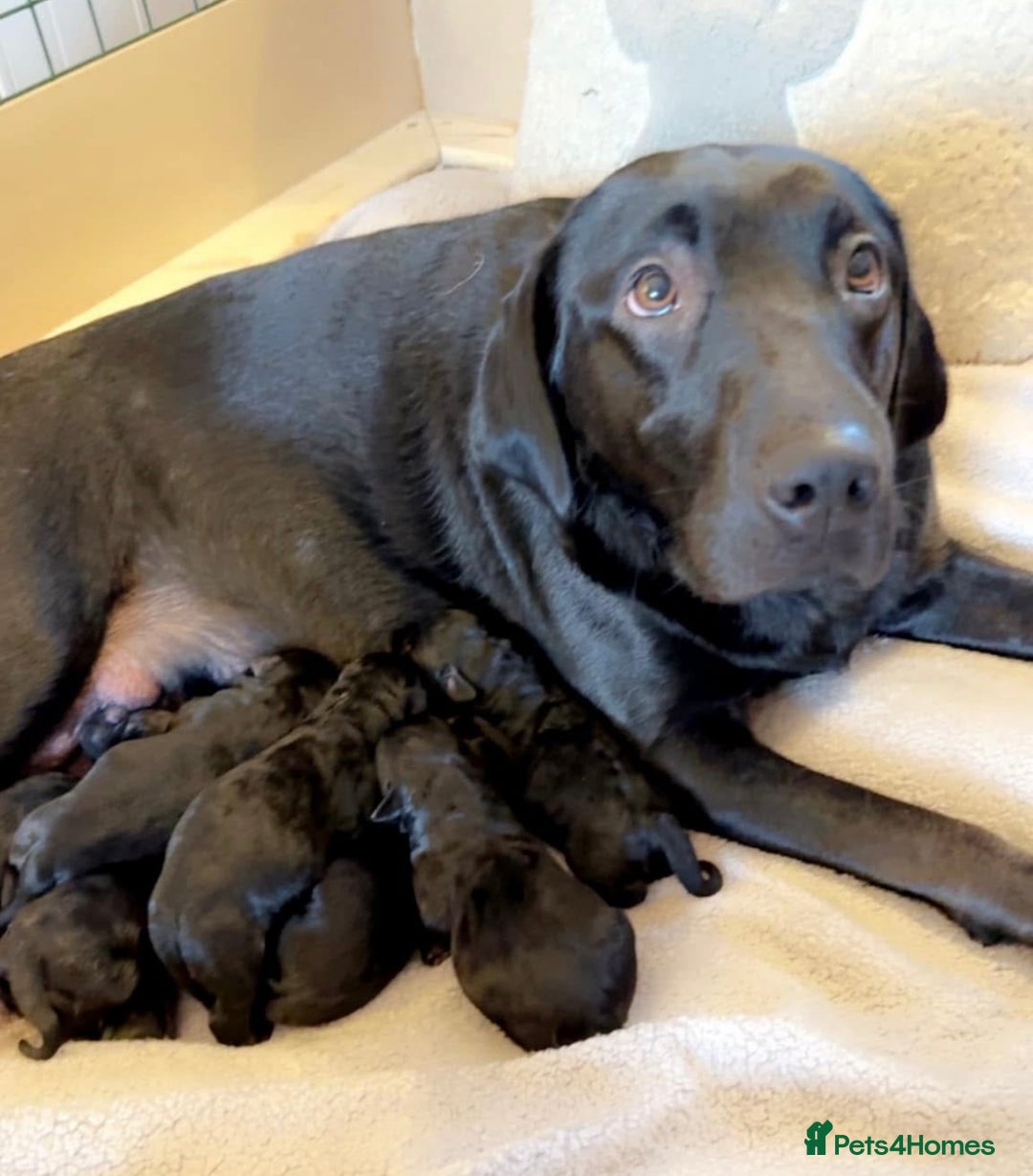 Labrador Retriever dogs for sale: LAST TWO beautiful Labrador puppies🤍 - Advert 3