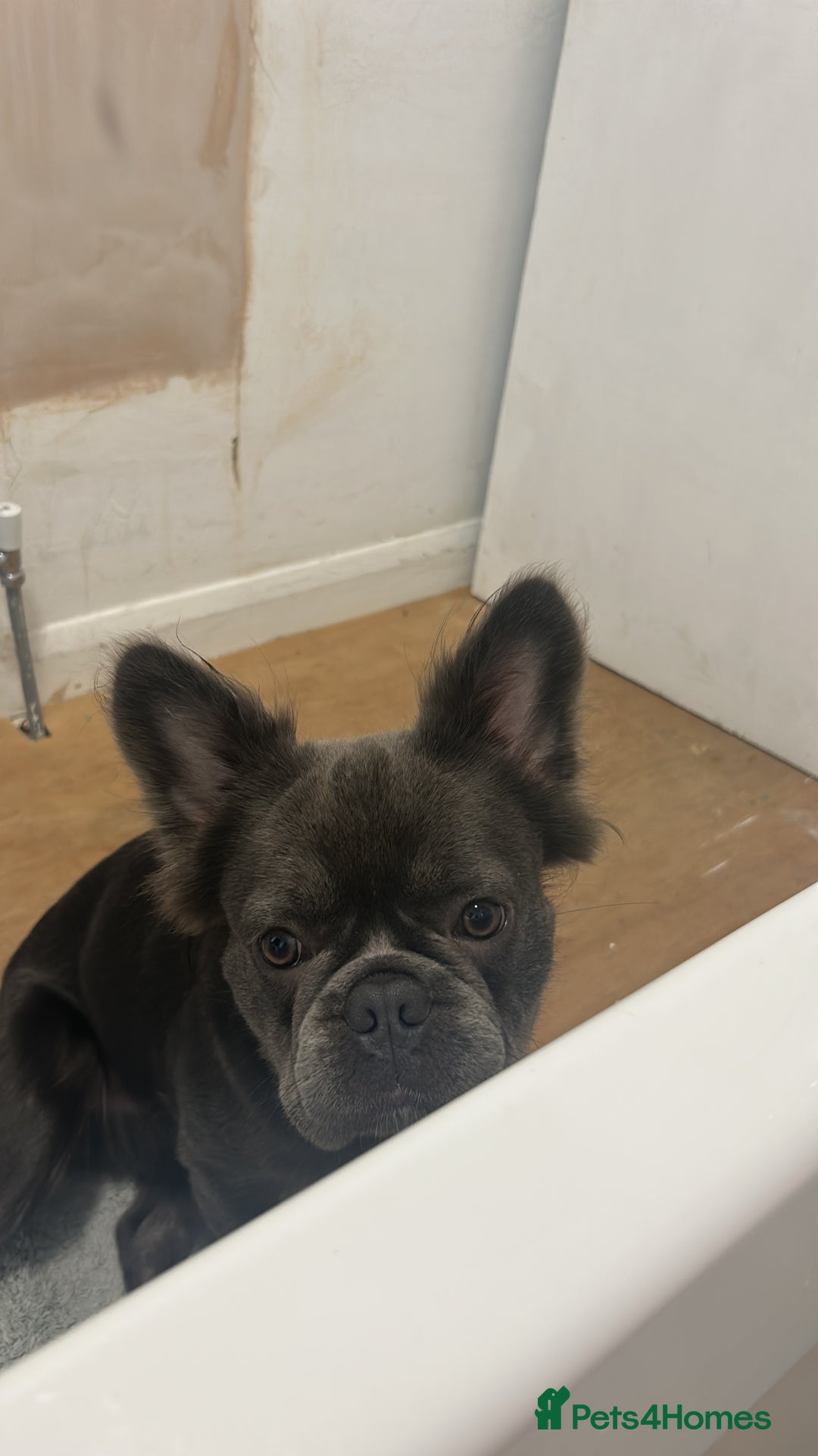 French Bulldog dogs for sale: Fluffy - Advert 1