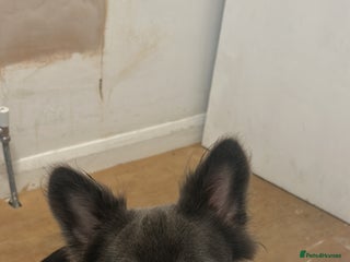 French Bulldog dogs Fluffy - Advert 1