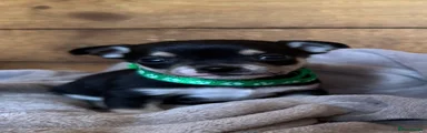 Chihuahua 3