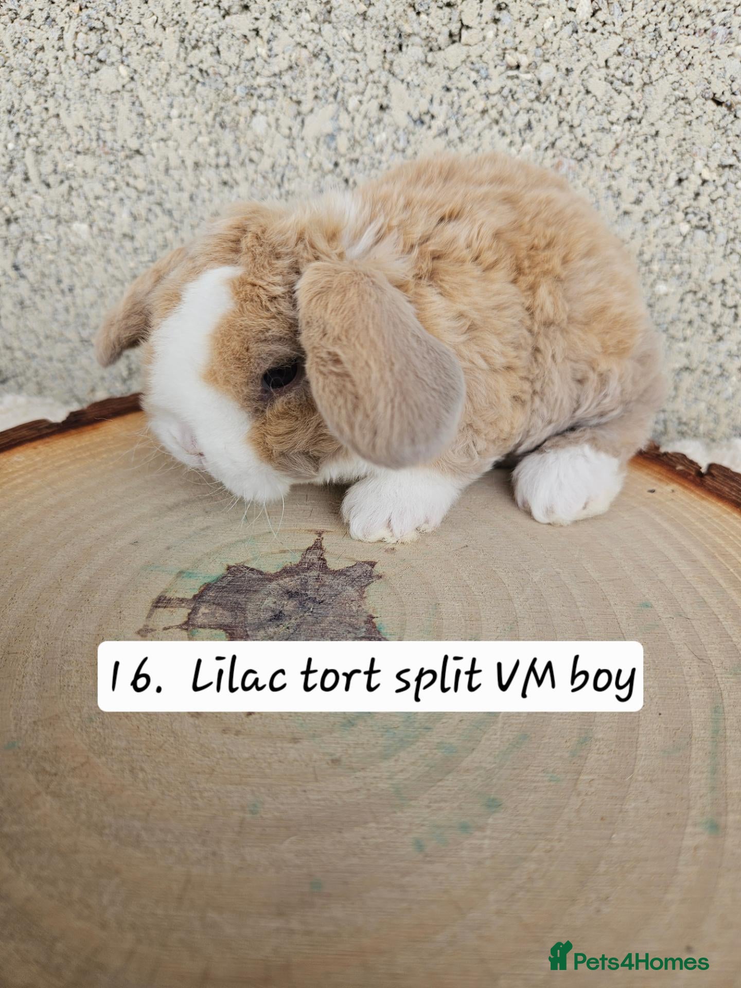 French Lop rabbits 🐻 Ad 2 PUREBRED MINI PLUSH LOPS 💕 - Advert 1