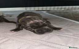 Cane Corso dogs for sale: Cane Corso Puppies  - Advert 22