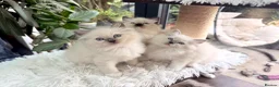 Ragdoll cats for sale: 🏆Sired by Imperial Grand Champion TICA REGISTERED - Advert 4