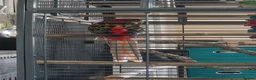 Parakeets birds for sale: Eastern Rosella (female) with cage £100 - Advert 3