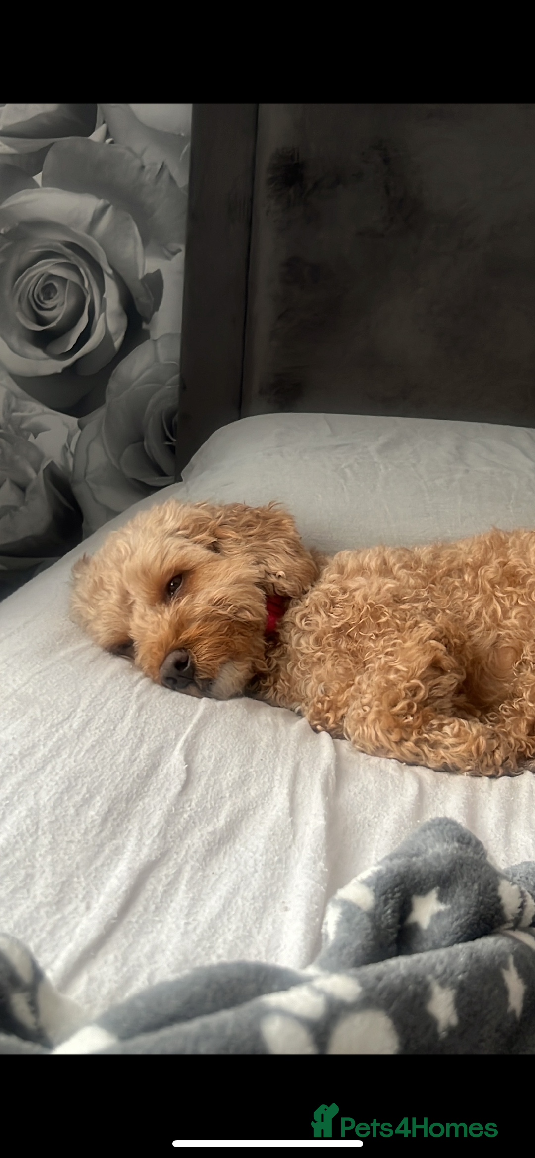 Cavapoo dogs for sale: RUBY ROSE - Cavapoo f1 ruby red - Image 7