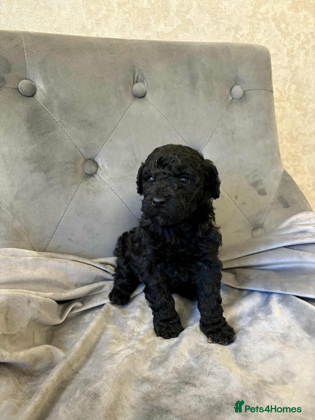 Mini Goldendoodle dogs for sale: LAST 2❗️Miniature goldenoodle pups ready now🏡🌟  - Advert 15