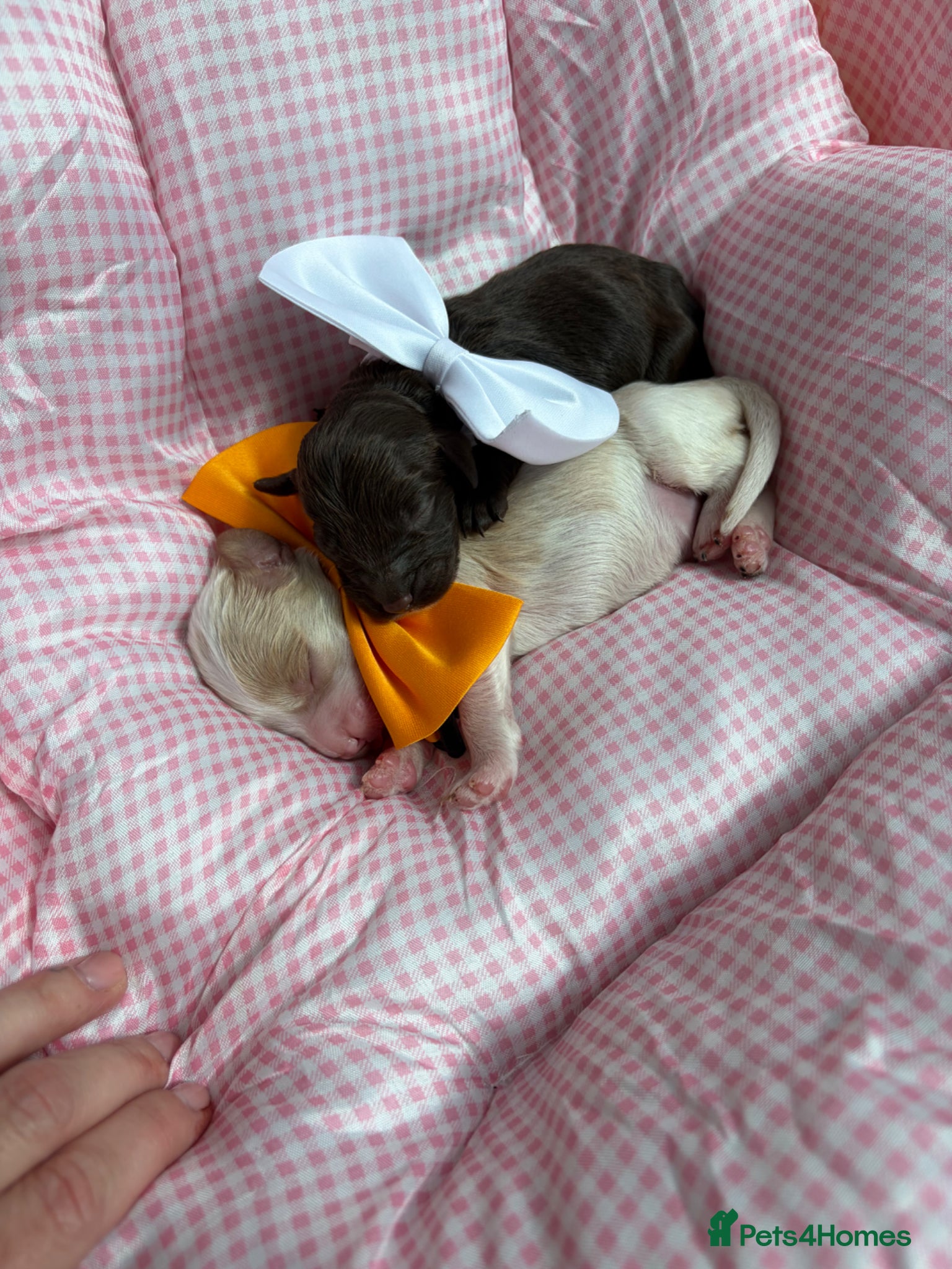 Cavapoo dogs for sale: F1 Chocolate Dream Cavapoos 🤎 - Advert 11