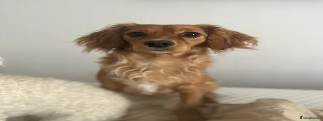 Nora