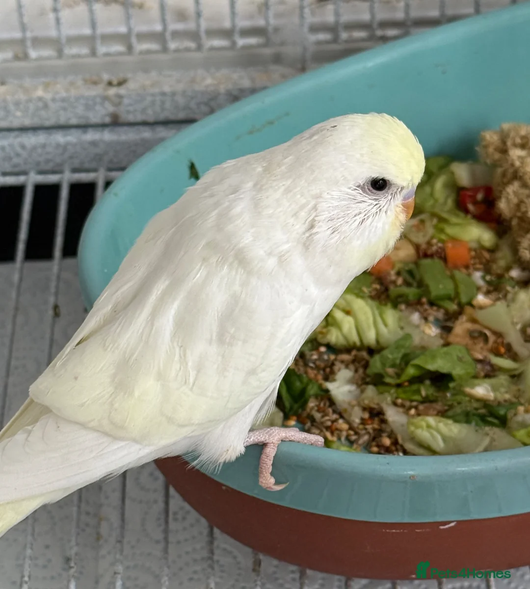 Budgerigars birds for sale: Young budgies for sale - Advert 23