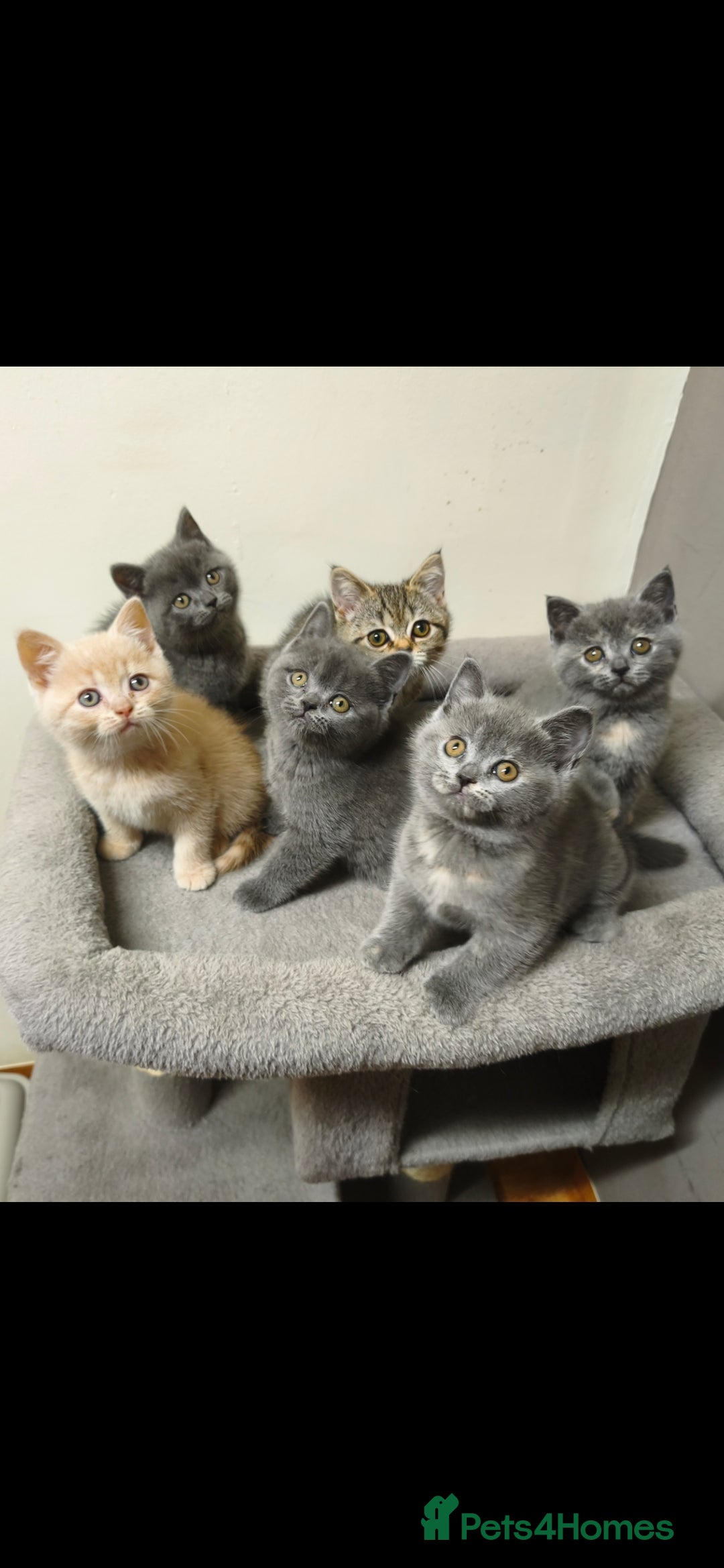 British Shorthair cats for sale: British Shorthair Kittens Imported Parents  - Advert 29