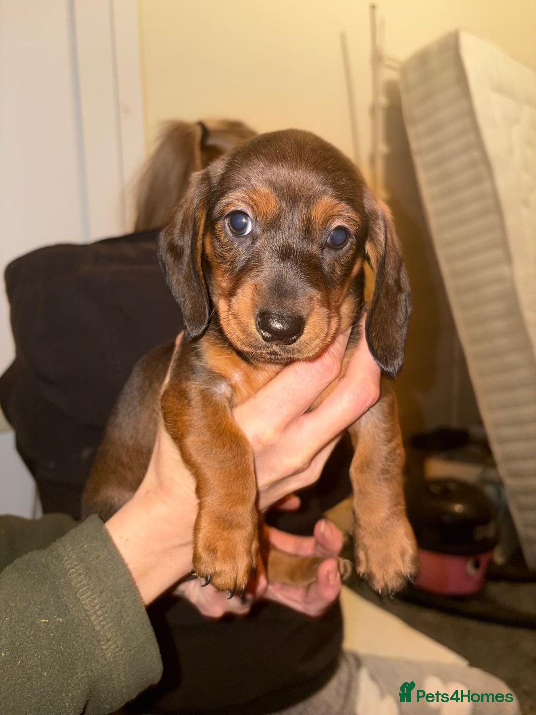 Dachshund dogs for sale: Adorable miniature dachshunds NOW BEEN REDUCED  - Advert 9