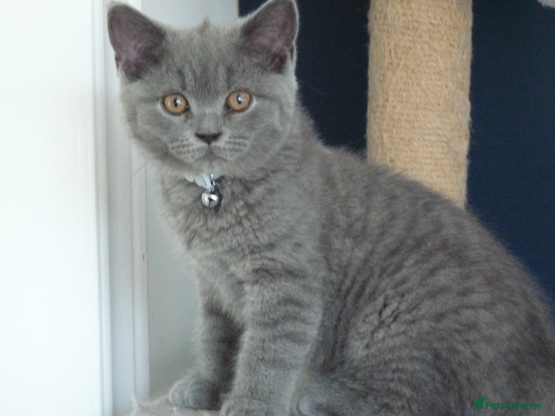 British Shorthair cats for sale: britsh short hair kittens  in Orpington - Image 7