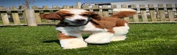 Mixed Breed dogs for sale: Rare Red Tuxedo Moyen Poodle - Advert 3