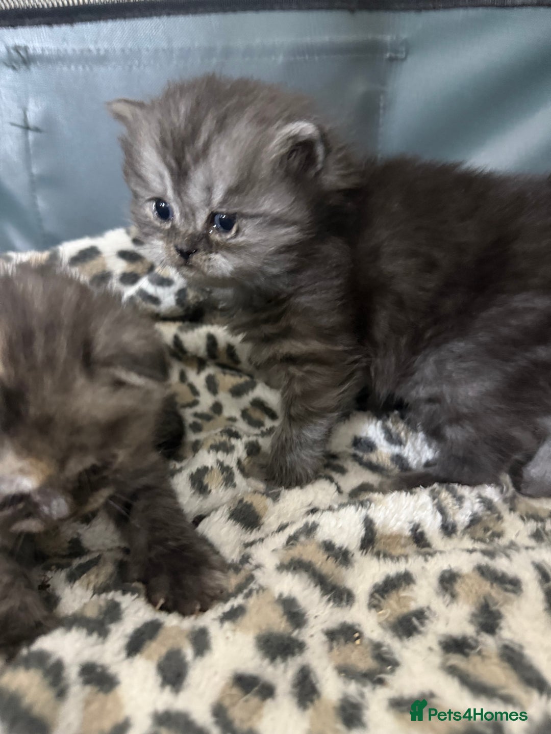 Scottish Fold cats for sale: Stunning Rainbow litter ready for  **   - Advert 23