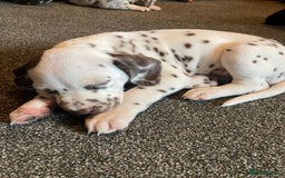 Dalmatian dogs for sale: KC Dalmatian Puppies  - Advert 19