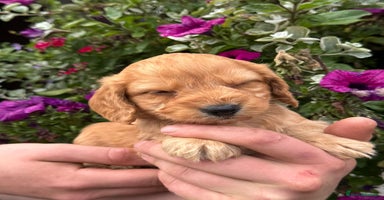 Cockapoo dogs - Advert 14