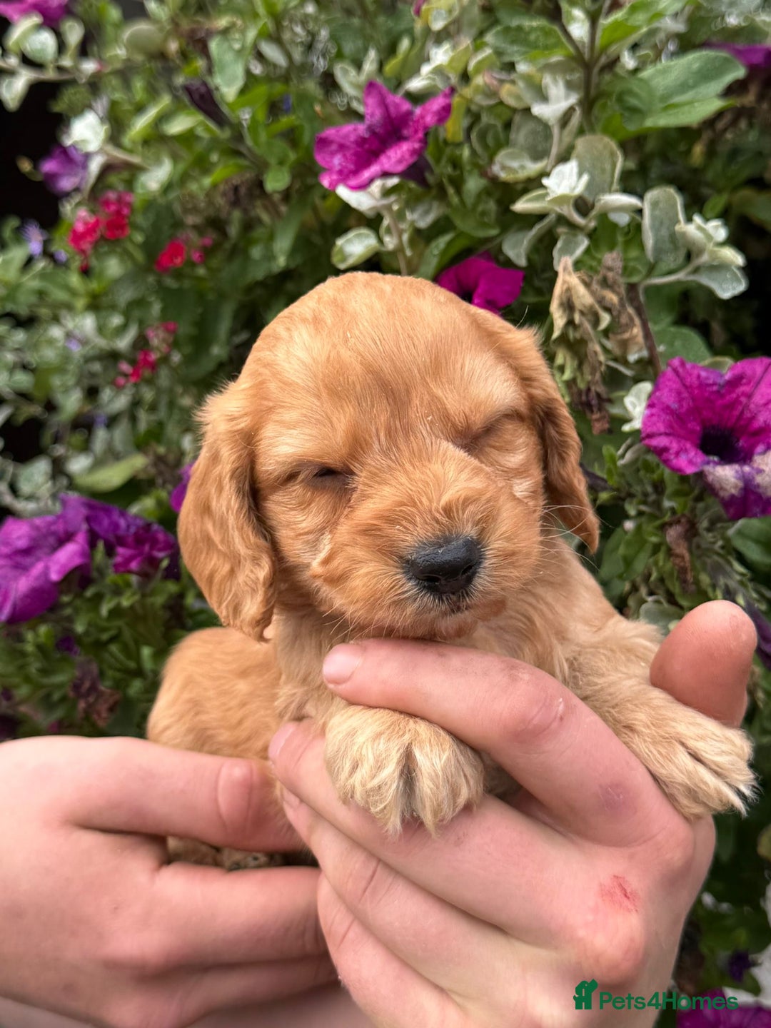 Cockapoo dogs for sale: Stunning F1 Cockapoos - Image 3