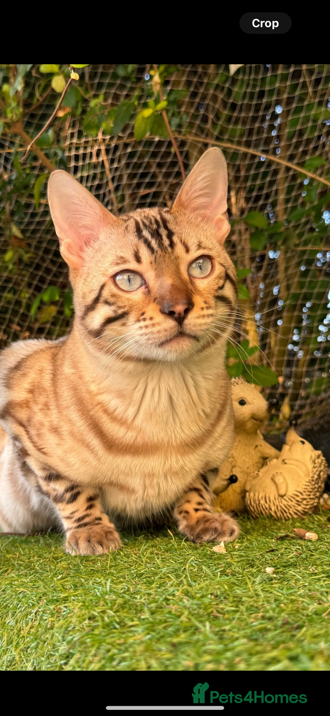 Bengal cats for sale: 🩶 BENGAL 🔥 KITTENS 🤍 TICA REGISTERED  - Advert 13