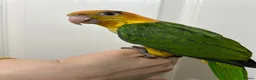 Parrots birds for sale: Hand Reared Baby Yellow Thighed Caiques  - Advert 4