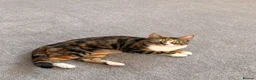 Domestic Shorthair cats for sale: Mixed Calico and Tabby Cat - Advert 2