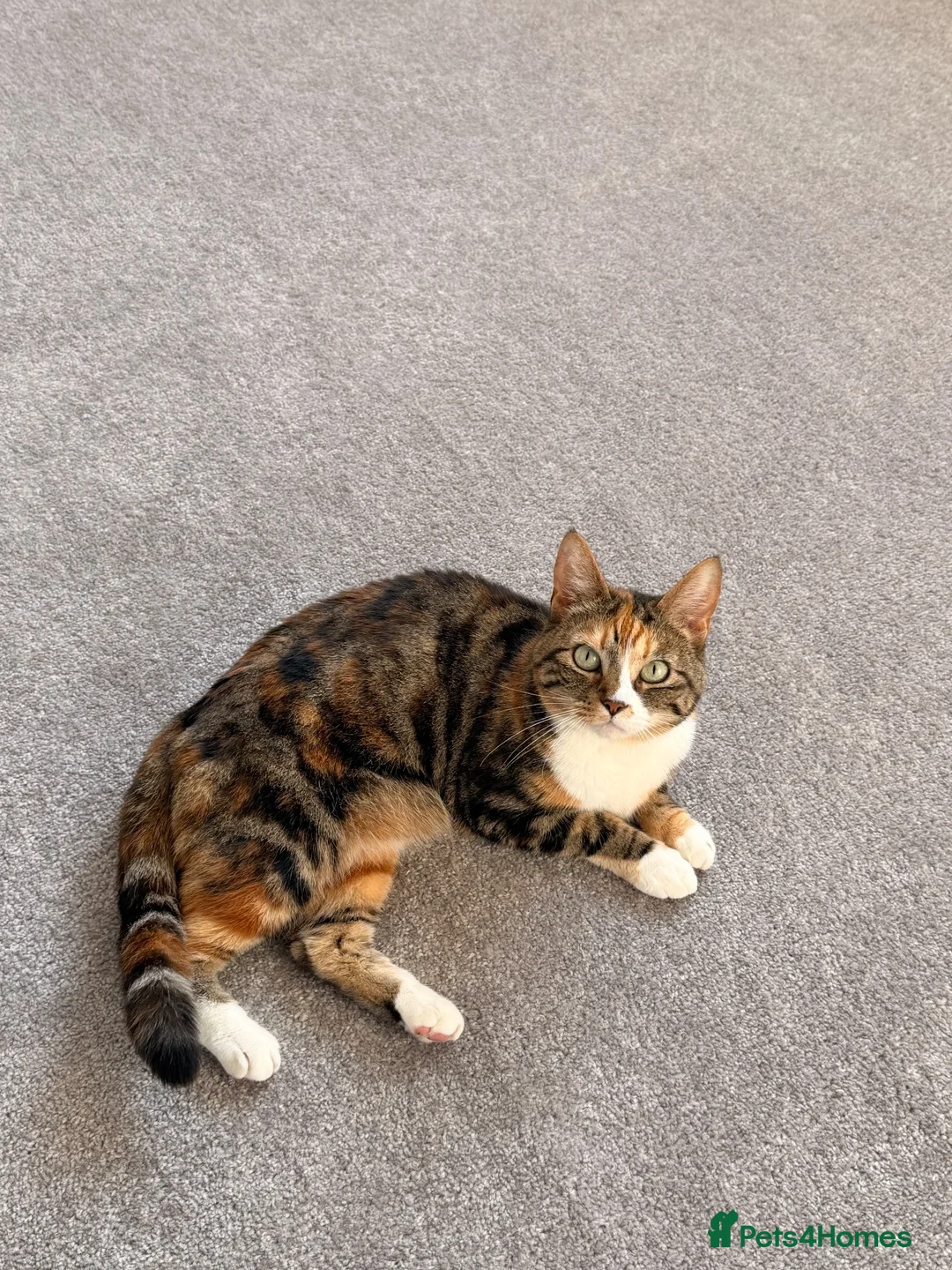 Domestic Shorthair cats for sale: Mixed Calico and Tabby Cat - Advert 2