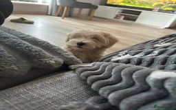 Maltipoo dogs for sale: READY TO LEAVE TINY F1 MALTIPOO PUPPIES  - Image 6