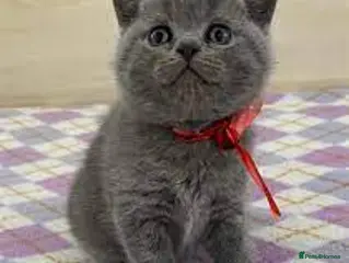 British Shorthair cats Beautiful British Shorthair Kittens - Advert 12