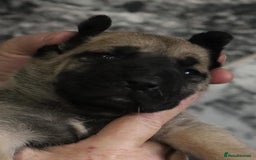 Presa Canario dogs for sale: Presa Canario pups  - Image 12